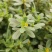 红杆马齿苋菜新鲜野生天然现挖马蜂菜长寿菜蚂蚁菜五行草食用