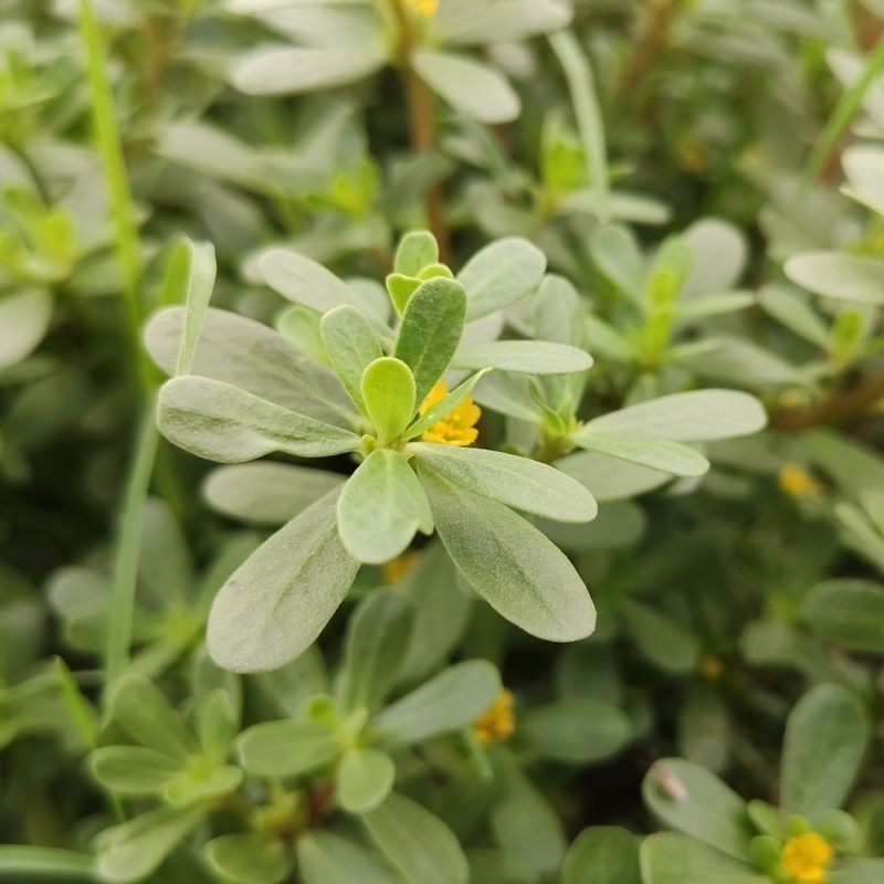 红杆马齿苋菜新鲜野生天然现挖马蜂菜长寿菜蚂蚁菜五行草食用