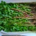 红杆马齿苋菜新鲜野生天然现挖马蜂菜长寿菜蚂蚁菜五行草食用