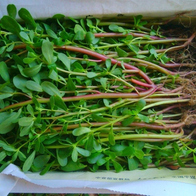 红杆马齿苋菜新鲜野生天然现挖马蜂菜长寿菜蚂蚁菜五行草食用