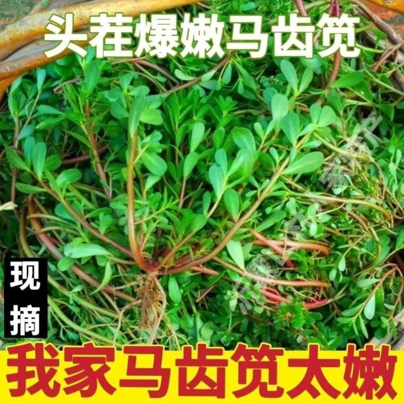 红杆马齿苋菜新鲜野生天然现挖马蜂菜长寿菜蚂蚁菜五行草食用