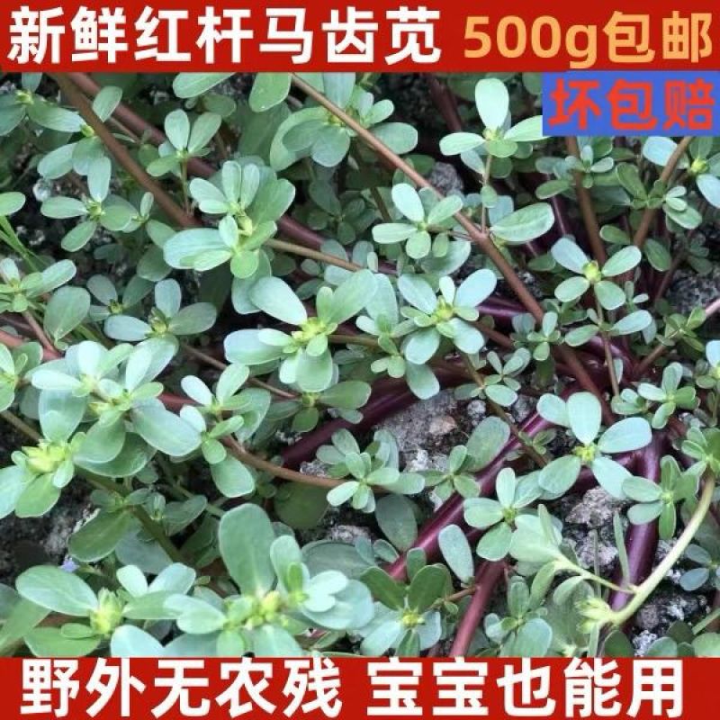 红杆马齿苋菜新鲜野生天然现挖马蜂菜长寿菜蚂蚁菜五行草食用