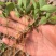 木荷芽苗奉新县邹家苗圃基地大量供应300万以上芽苗