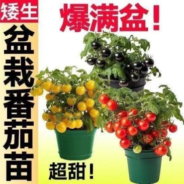 精品矮生红黄黑穴盘番茄苗