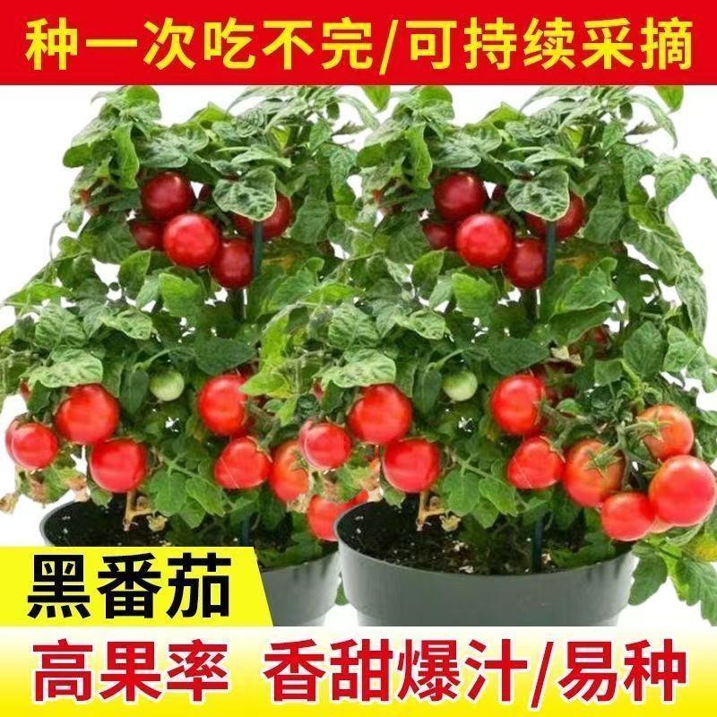 精品矮生红黄黑穴盘番茄苗