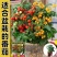 精品矮生红黄黑穴盘番茄苗