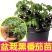 精品矮生红黄黑穴盘番茄苗