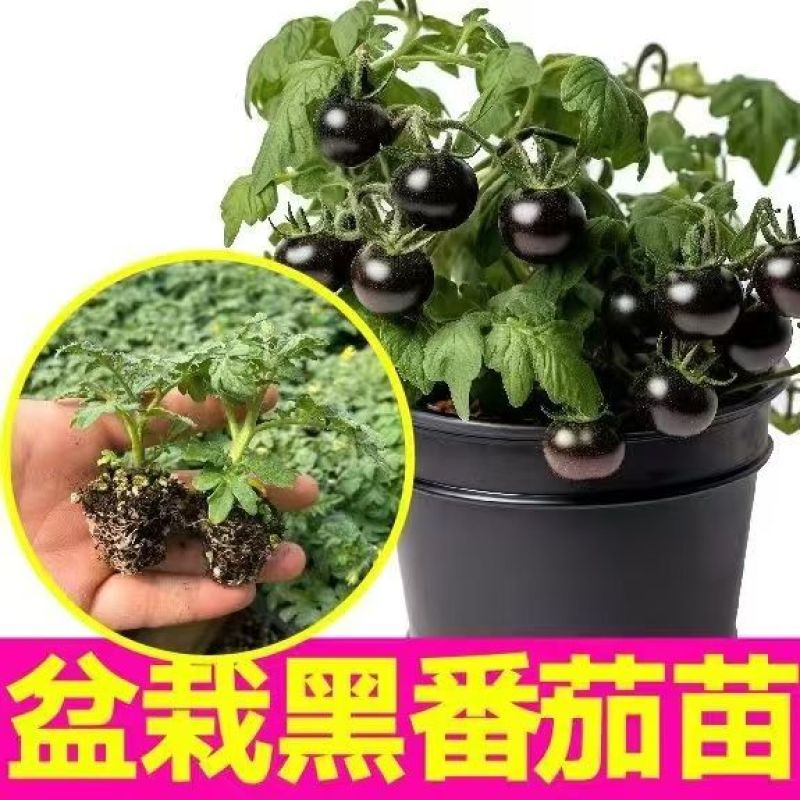 精品矮生红黄黑穴盘番茄苗