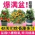 精品矮生红黄黑穴盘番茄苗