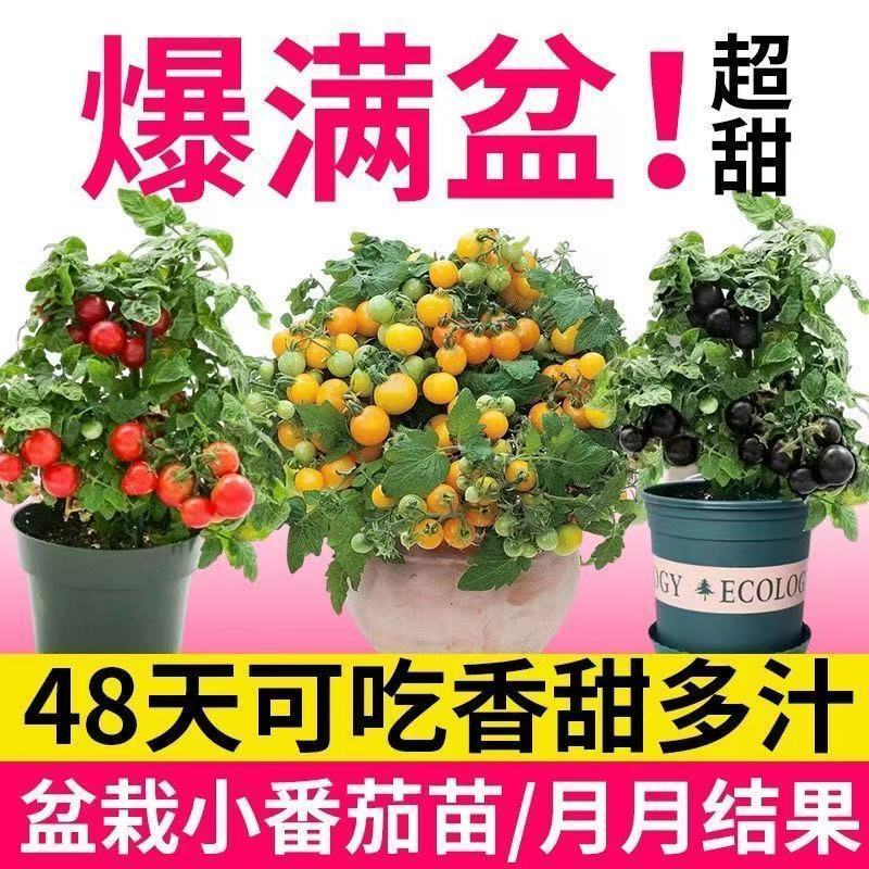 精品矮生红黄黑穴盘番茄苗