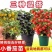精品矮生红黄黑穴盘番茄苗