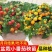 精品矮生红黄黑穴盘番茄苗