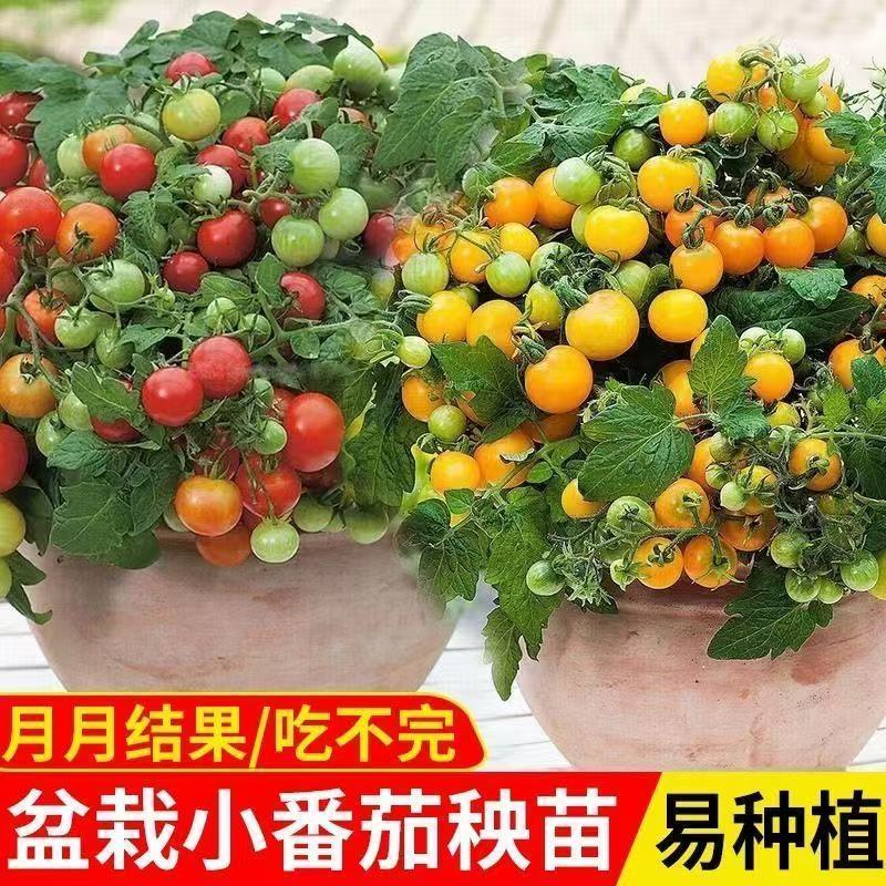 精品矮生红黄黑穴盘番茄苗