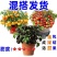 精品矮生红黄黑穴盘番茄苗