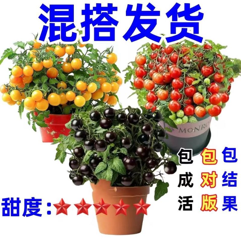 精品矮生红黄黑穴盘番茄苗