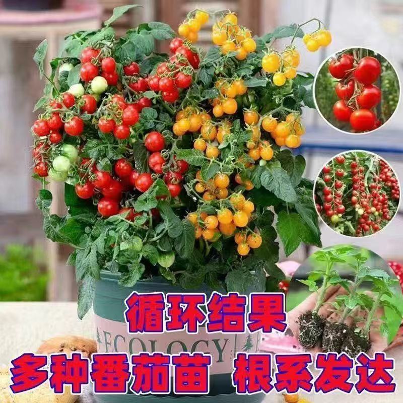 精品矮生红黄黑穴盘番茄苗