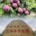 精品三华李钱排三华李子产地直发欢迎各位老板前来考察