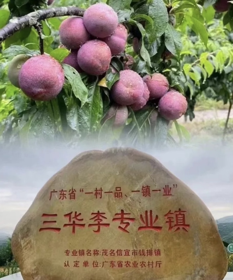 精品三华李钱排三华李子产地直发欢迎各位老板前来考察