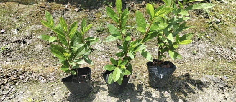 毛鹃杯苗，基地批发，大量出售，各种规格，量大从优