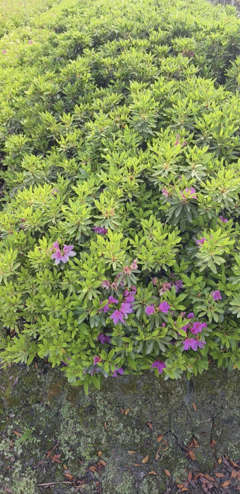 毛鹃杯苗，基地批发，大量出售，各种规格，量大从优