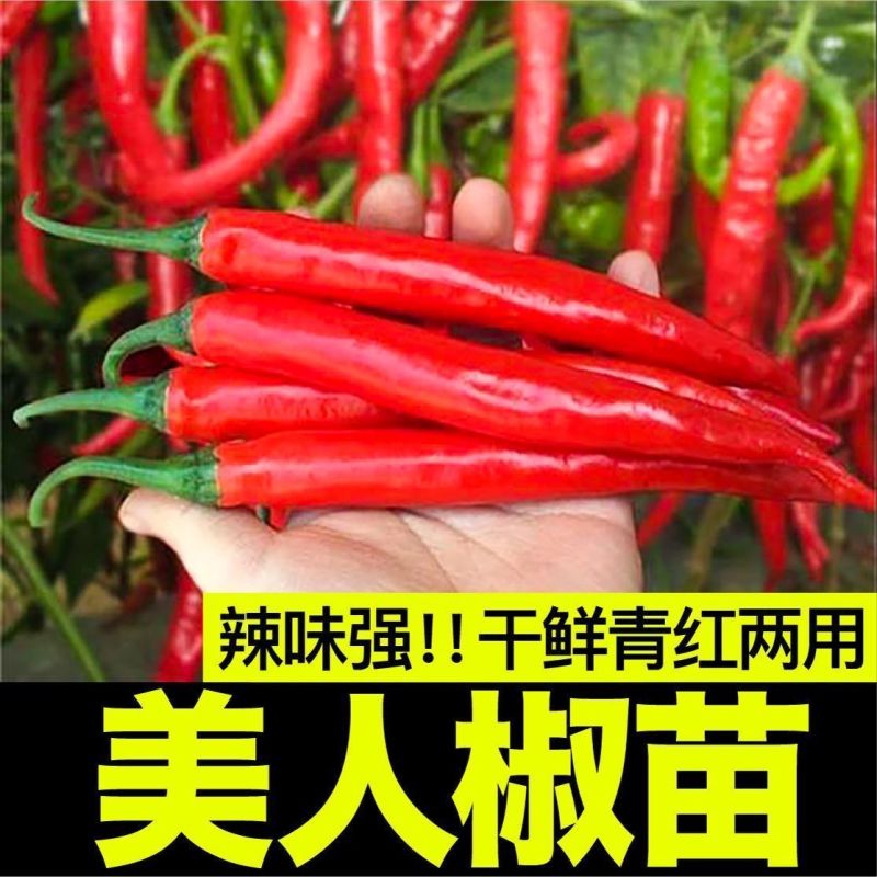 景田鸿大美人椒苗