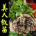 景田鸿大美人椒苗
