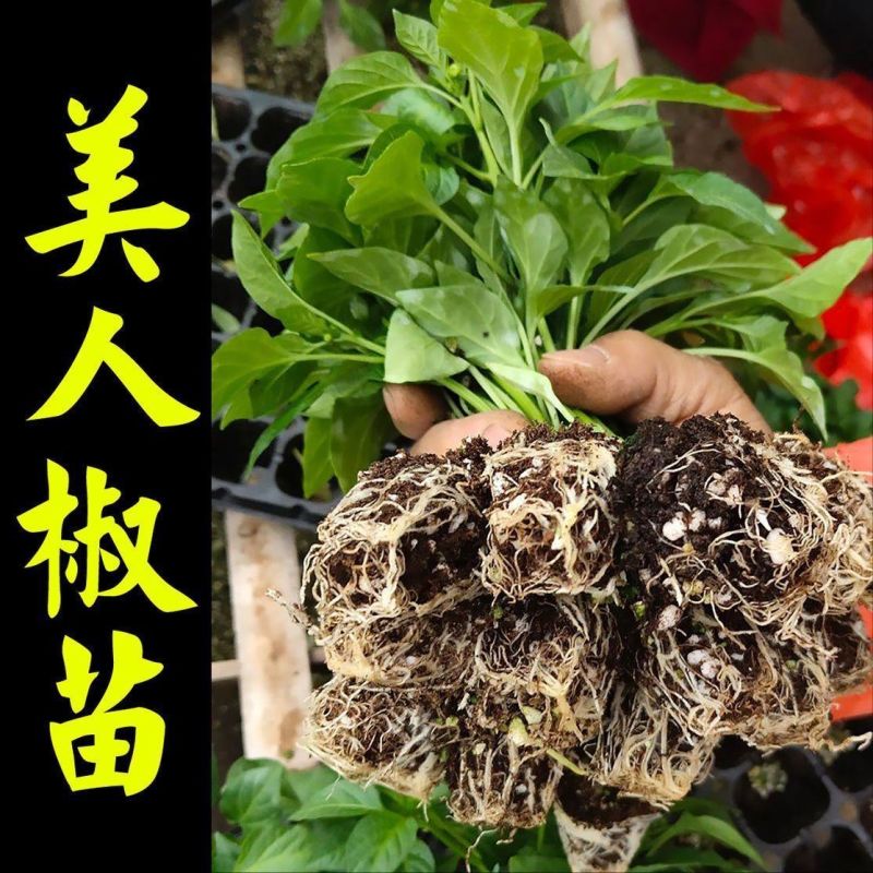 景田鸿大美人椒苗