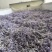 张家界莓茶/䕨茶口感醇厚清香扑鼻一手货源欢迎进店咨询下单