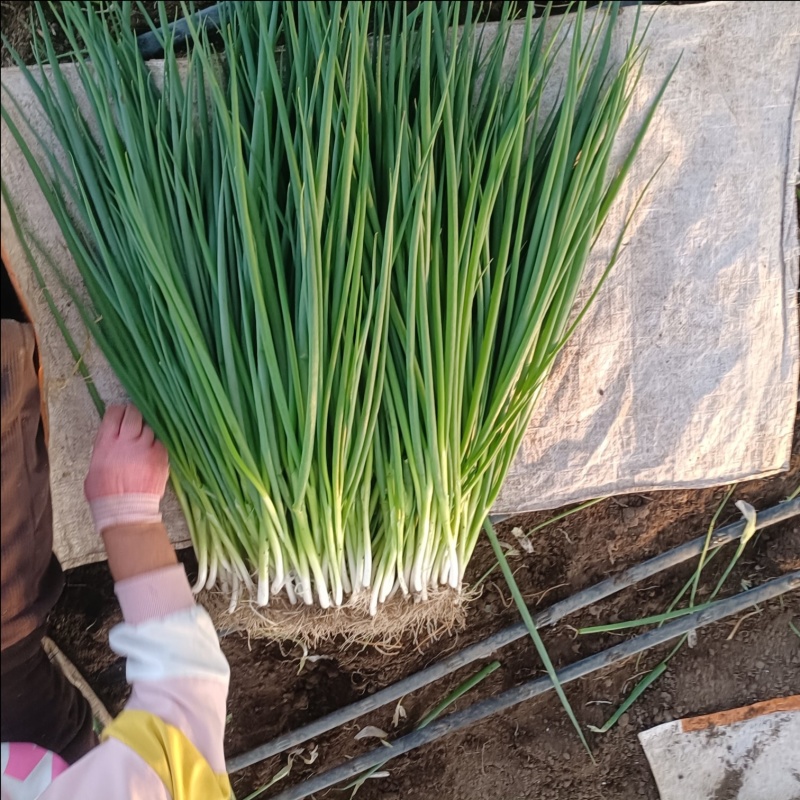 东北吉林怀德香葱大量有货，现货现发，基地代发全国
