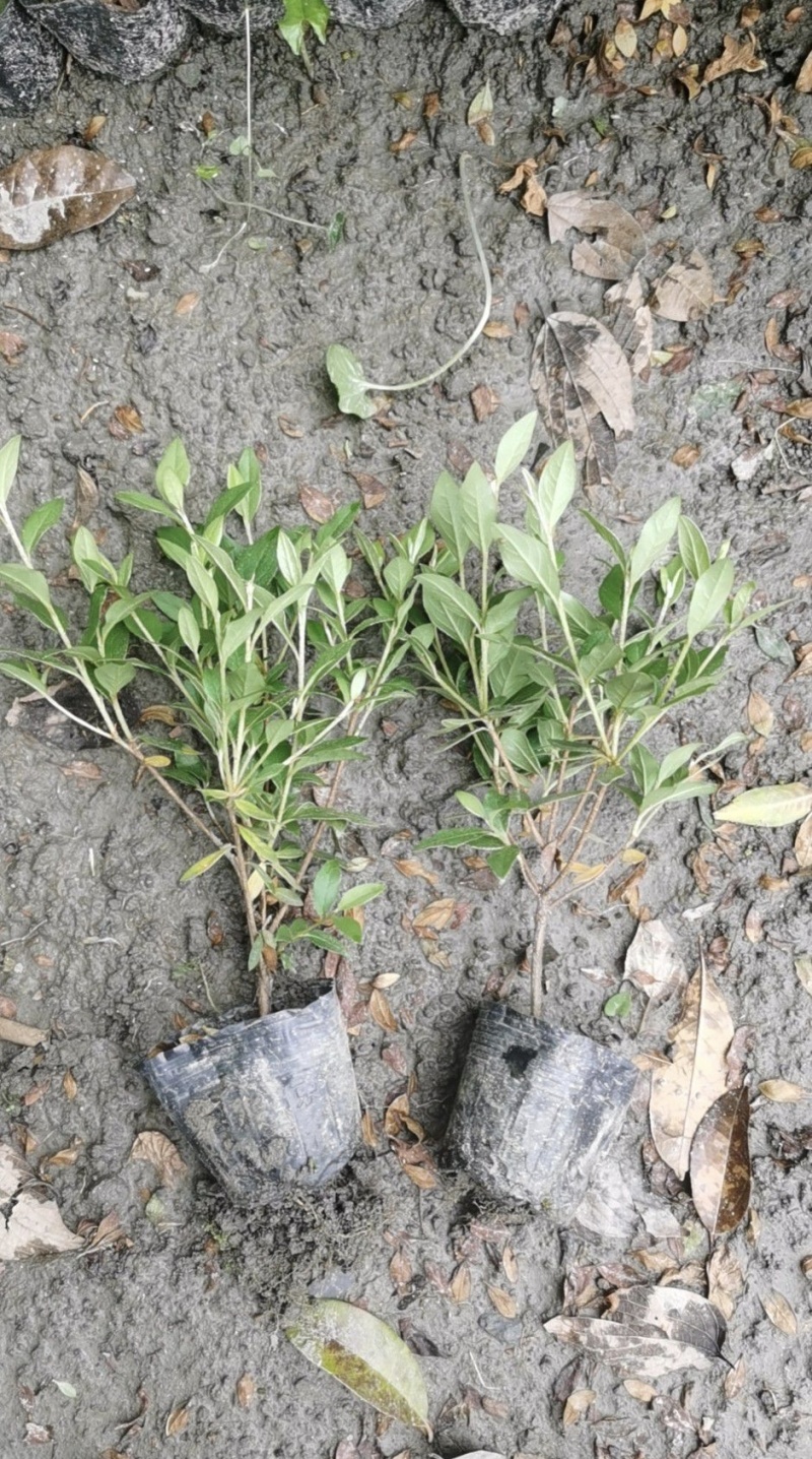 精品杜鹃春娟苗，高度20-35厘米，各种规格，量大从优