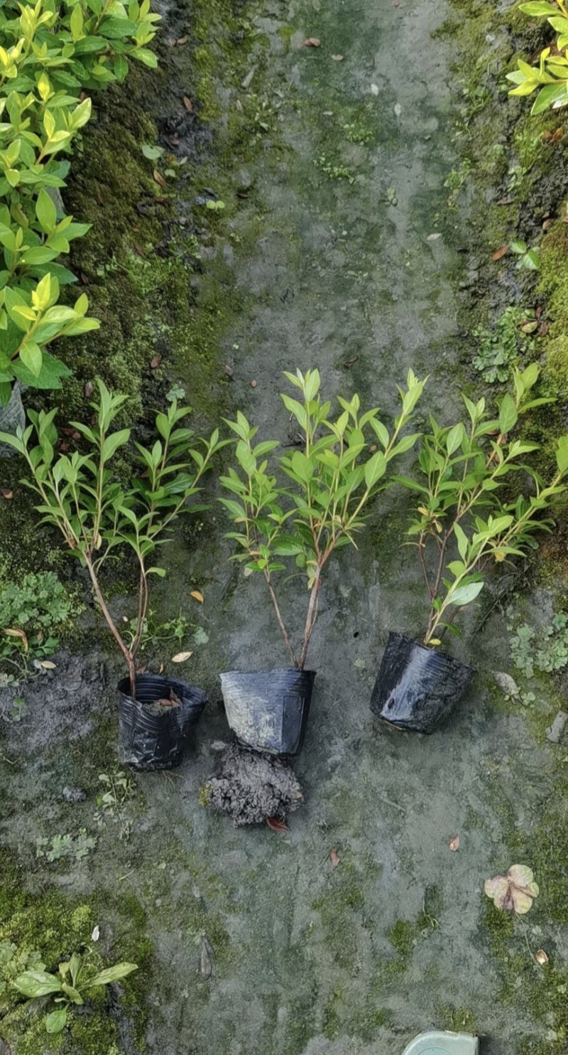精品杜鹃春娟苗，高度20-35厘米，各种规格，量大从优