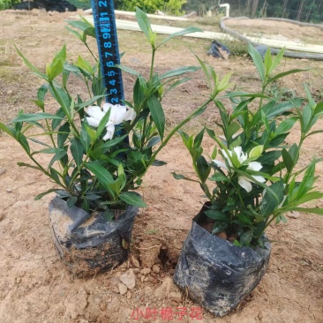 小叶栀子花