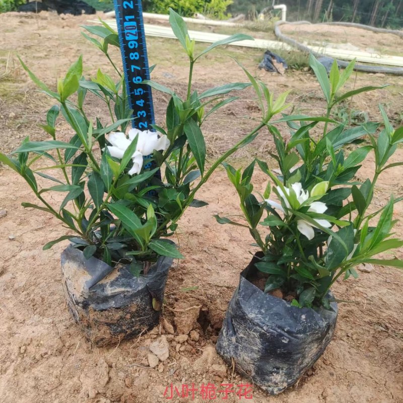 小叶栀子花