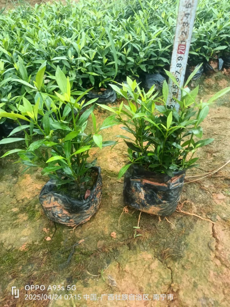 小叶栀子花