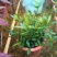小叶栀子花