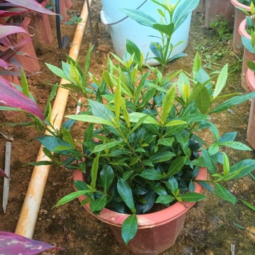 栀子花盆苗