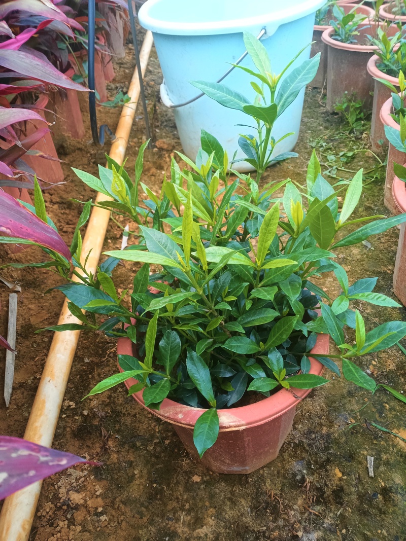 栀子花盆苗
