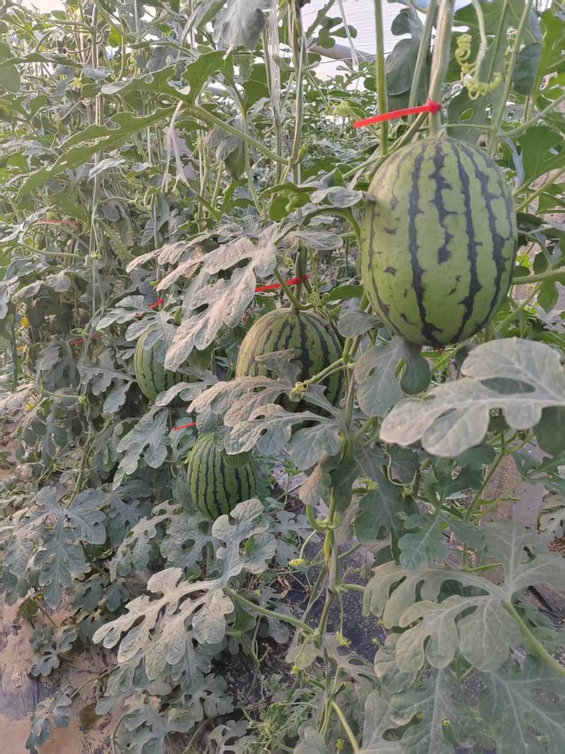 河北精品L600西瓜产地直发现摘先发欢迎咨询