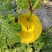河北精品L600西瓜基地种植产地直销现采现发
