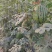 河北精品L600西瓜基地种植产地直销现采现发
