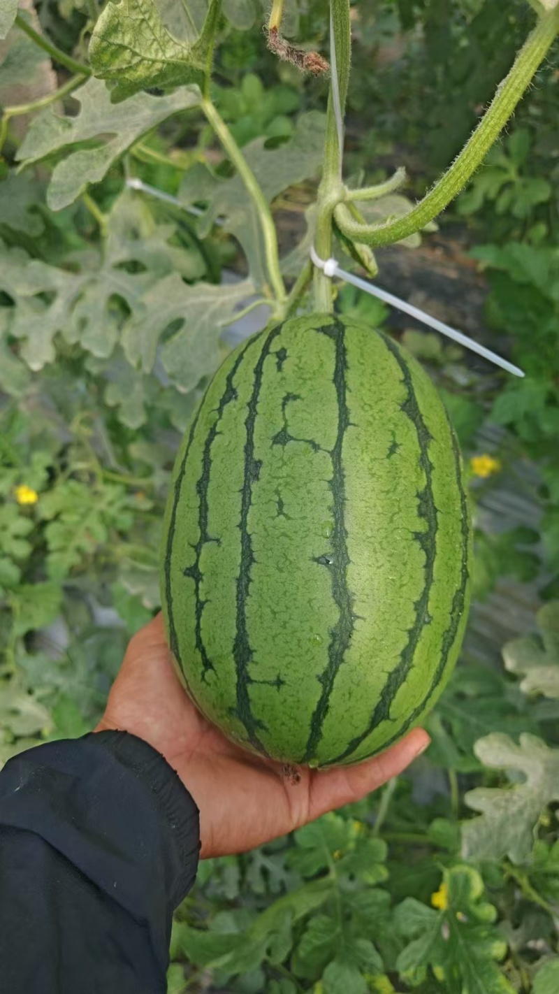 河北精品L600西瓜基地种植产地直销现采现发