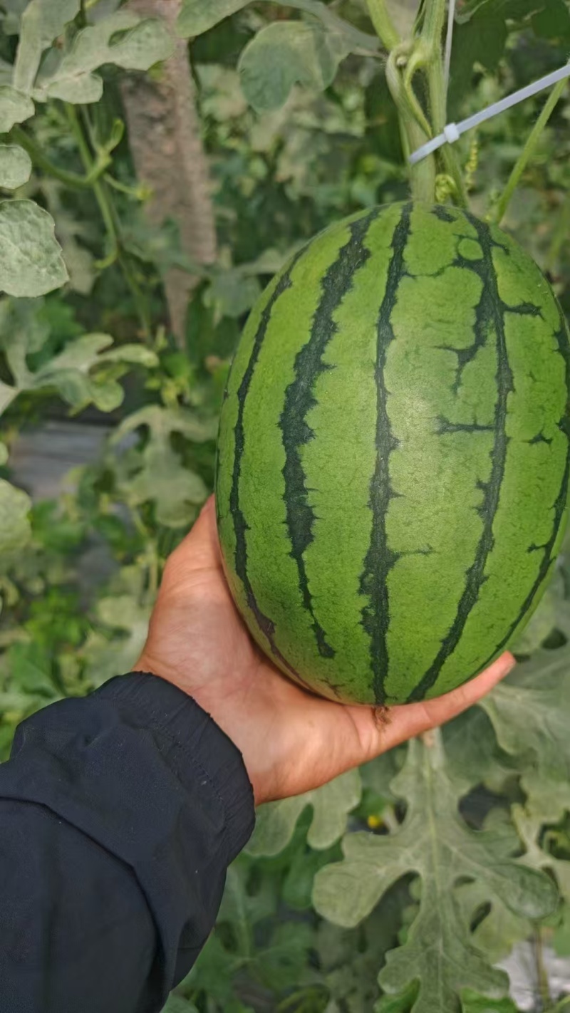 河北精品L600西瓜基地种植产地直销现采现发