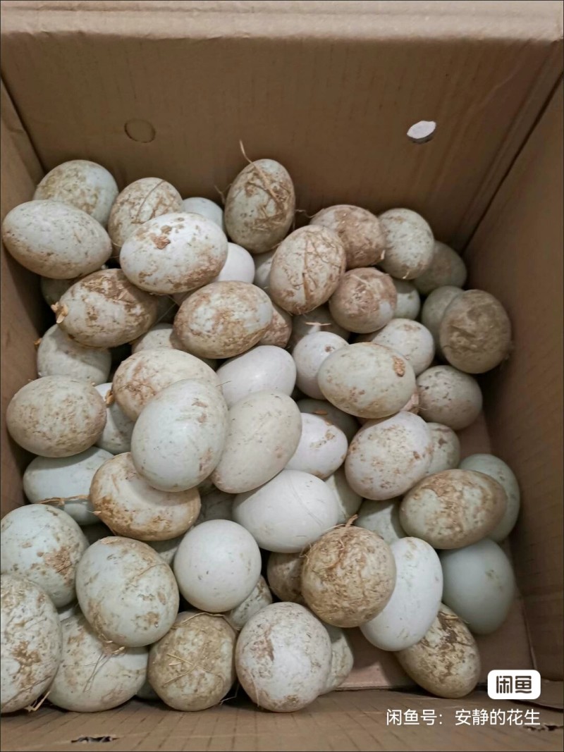 开封个体散养鸭蛋，无饲料喂养，营养丰富，一件代发