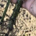 贵州精品三叶青苗基地植发品质保证量大从优