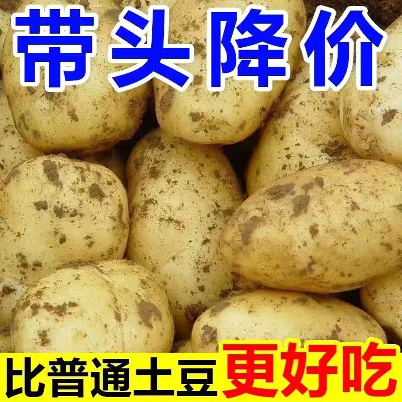 湖北小土豆马尔科高山土豆产地看货论价保质保量