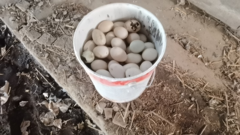 开封个体散养鸭蛋，无饲料喂养，营养丰富，一件代发