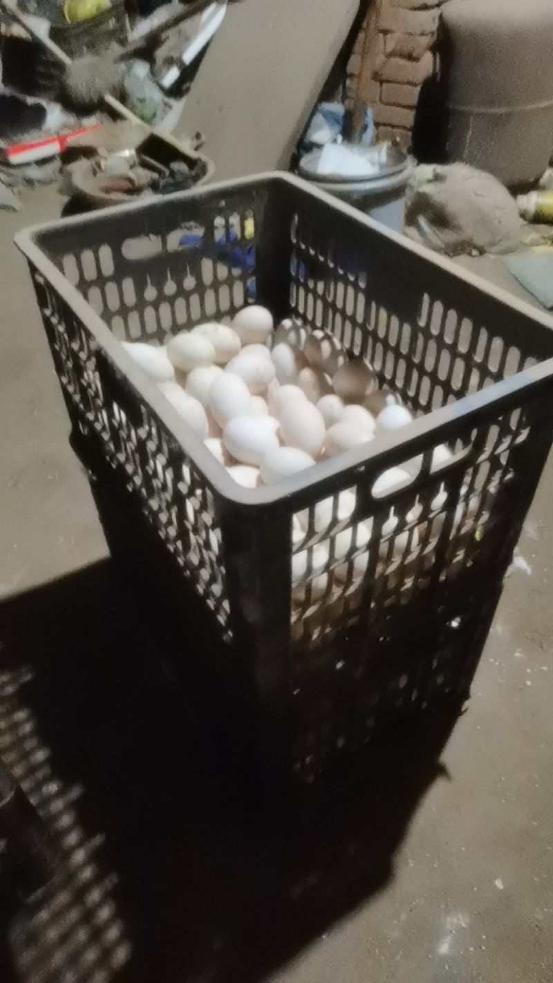 开封个体散养鸭蛋，无饲料喂养，营养丰富，一件代发