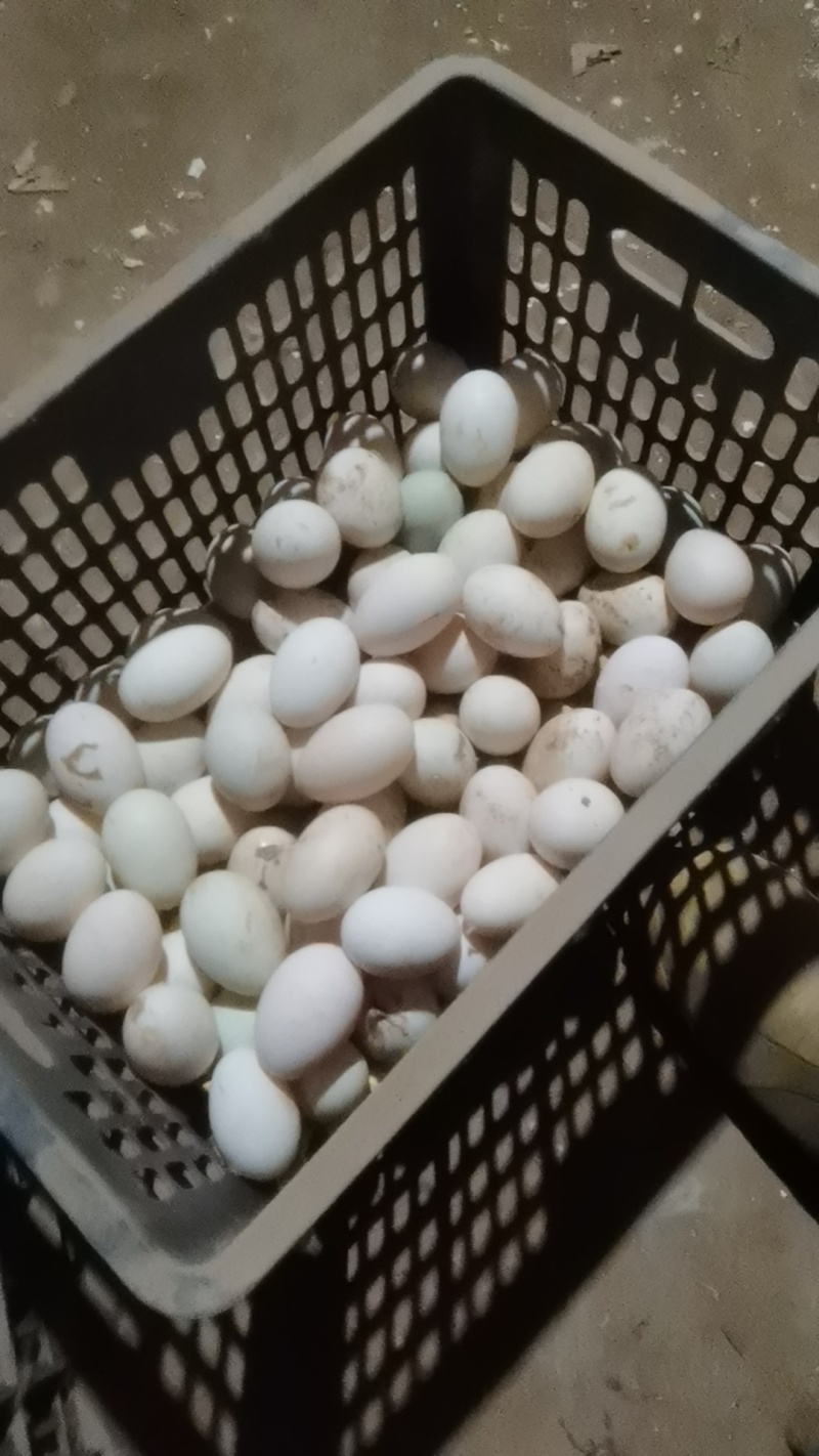 开封个体散养鸭蛋，无饲料喂养，营养丰富，一件代发