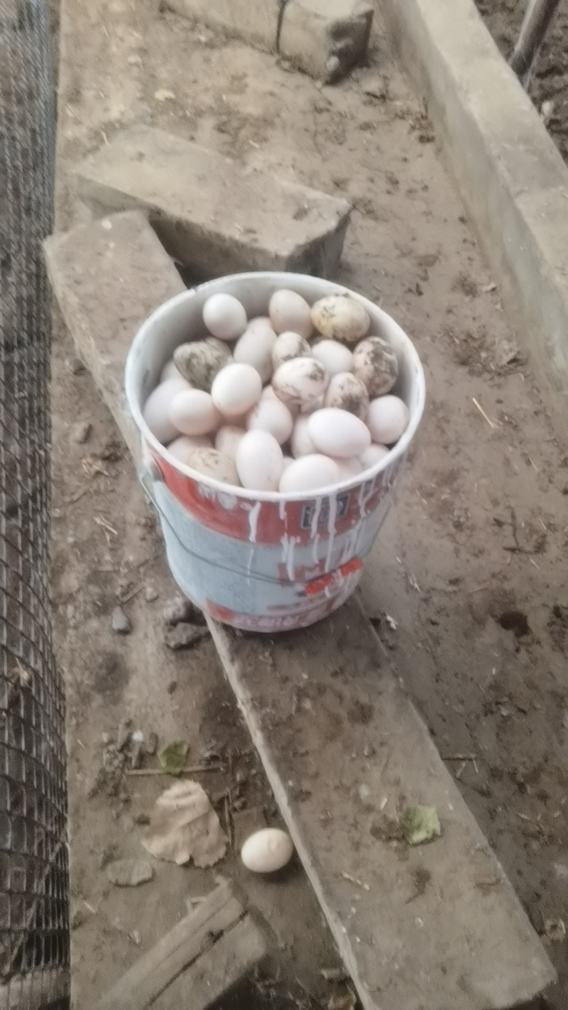 开封个体散养鸭蛋，无饲料喂养，营养丰富，一件代发