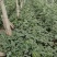 河北保定甜王西瓜产地直销现采现发欢迎进店咨询